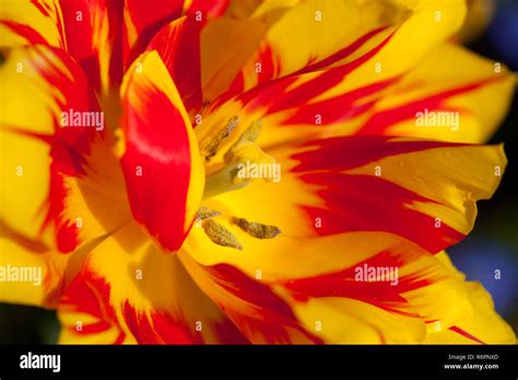 Sea of flowers Stock Photo - Alamy