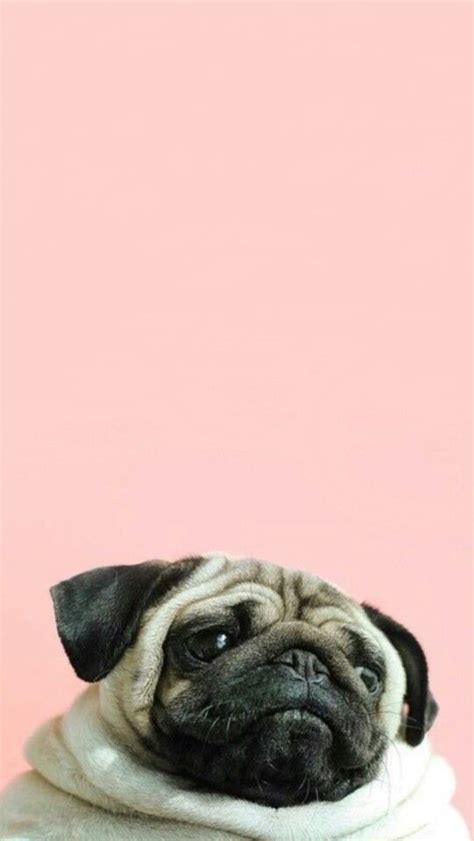 Pug wallpaper I just love it | Pug wallpaper, Pugs, Pug love