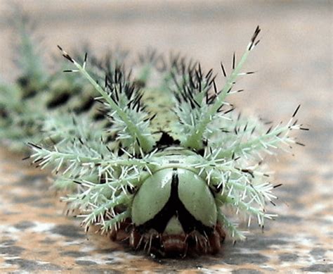 Killer Caterpillar! - Australian Butterfly Sanctuary