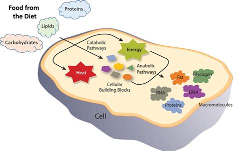 CH103 – Chapter 7: Chemical Reactions in Biological Systems – Chemistry