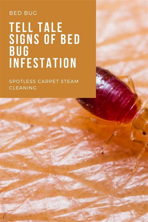 Tell Tale Signs of Bed Bug Infestation | Spotless Carpet Steam Cleaning | Signs of bed bugs, Bed ...