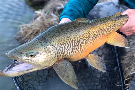 What is a Tiger Trout? [And How to Fish for Them] - Flylords Mag