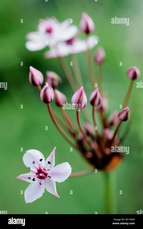 Flowering rush (Butomus umbellatus) on green Stock Photo - Alamy