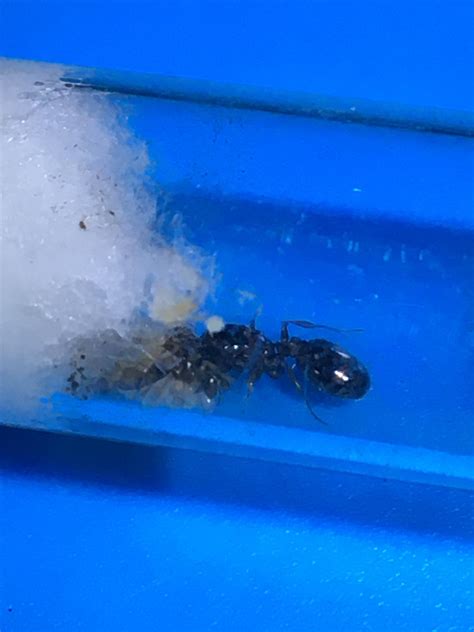 Ant queen identification. : r/antkeeping