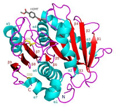 PETase - Molecule of the Month - December 2020 (HTML version)