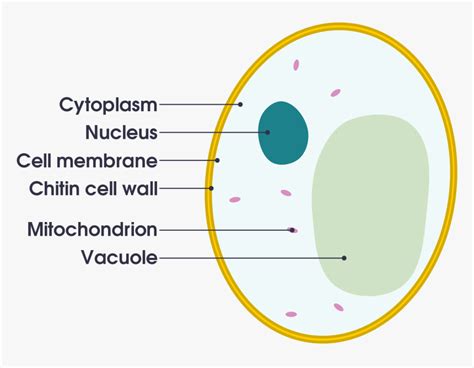 Animal Cell Diagram Gcse , Png Download, Transparent Png - kindpng