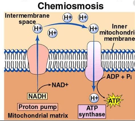 Chemiosmosis | Definition, Functions & Examples | Biochemistry, Biology ...