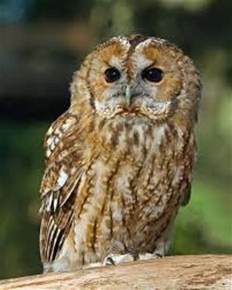 10 Facts about British Owls - Fact File