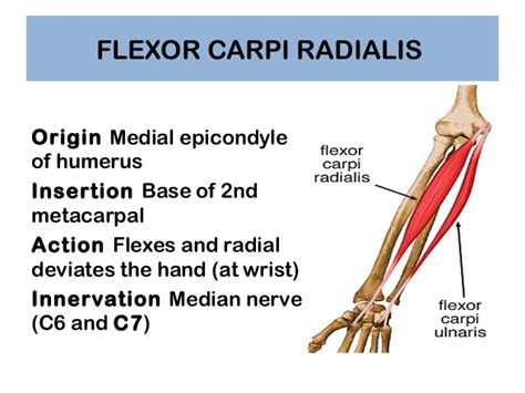 Flexor Carpi Radialis : Origin, Insertion, Nerve Supply & Action » How To Relief