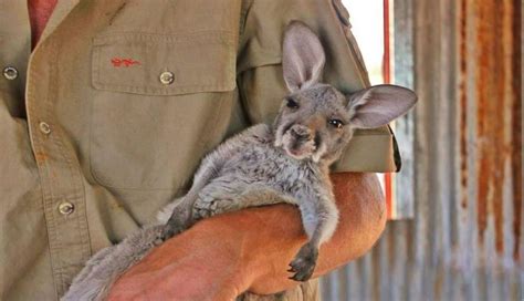 Ruby The Rescued Baby Kangaroo Loves To Be Snuggled - The Dodo