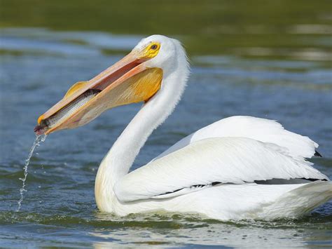 What Do Pelicans Eat? (Complete Guide) | Birdfact