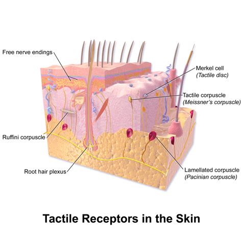 What Is a Sensory Receptor? - Explore Psychology