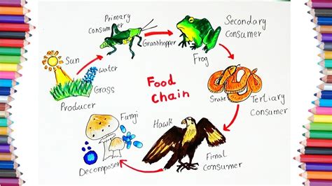 How To Draw A Diagram Of Food Chain - Design Talk