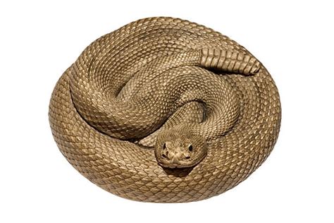 1,000+ Coiled Rattle Snake Stock Photos, Pictures & Royalty-Free Images ...