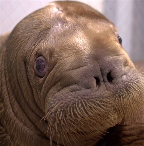 Baby walrus arrives at NY Aquarium