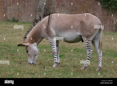 Zeedonk hi-res stock photography and images - Alamy