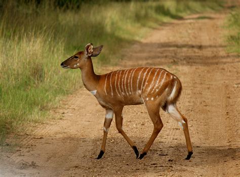 Nyala - a South African antelope | Africa wildlife, African animals, African antelope