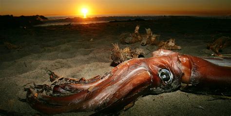 Giant Squid | Giant Squid Video, Size | How Big Is a Giant Squid?