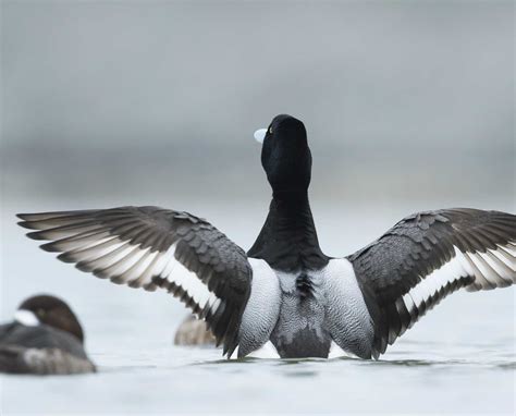 Greater Scaup – A Closer Look at the Blue-billed Diving Duck