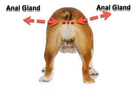 Do Dogs Need Anal Glands