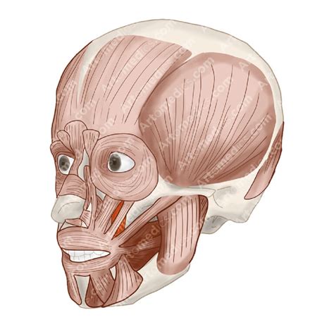 Levator Anguli Oris Muscle (Anterolateral View) - Artomedics Studio