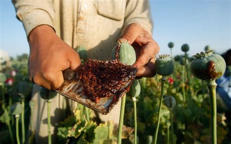 Opium production has set another record in Afghanistan - Business Insider