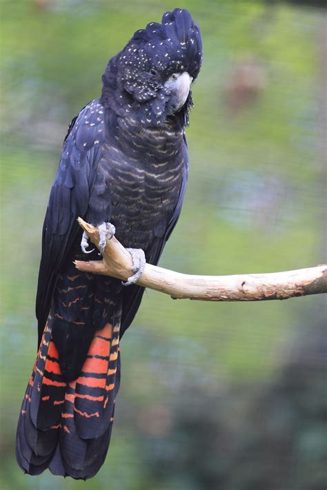 Red-tailed black cockatoo, Toronto Zoo. #bird #wildlife #torontozoo #australasia | Australian ...