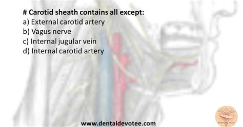 Dentosphere : World of Dentistry: Contents of Carotid Sheath