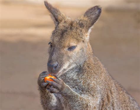 Wallaroos eating food stock photo. Image of claws, creature - 20112808