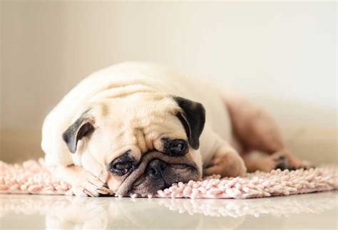 How to Treat a Lethargic Dog - PatchPuppy.com