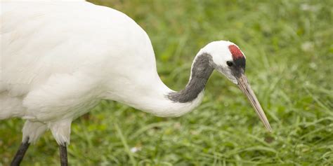 Red-crowned crane | Smithsonian's National Zoo and Conservation Biology ...