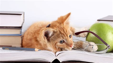 1920x1080 Cat Lying On Books Laptop Full HD 1080P ,HD 4k Wallpapers,Images,Backgrounds,Photos ...