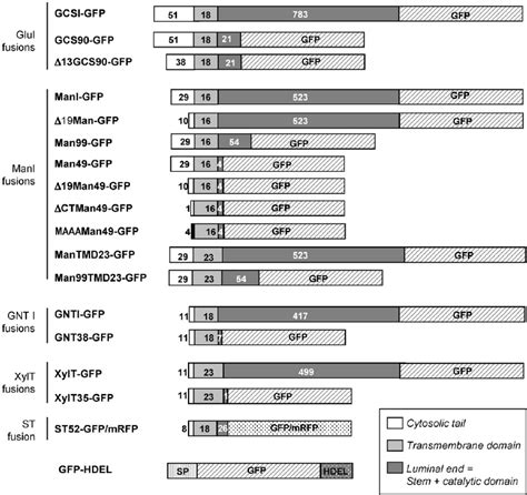 Schematic Representation of Fusion Proteins Analyzed in This Study. | Download Scientific Diagram