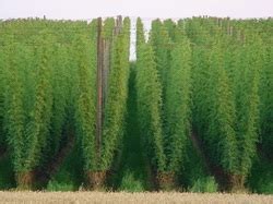 Selecting the Right Trellis Design to Grow Great Hops - GREAT LAKES HOPS