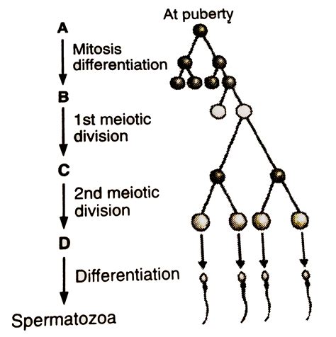 Spermatogenesis And Oogenesis Diagram