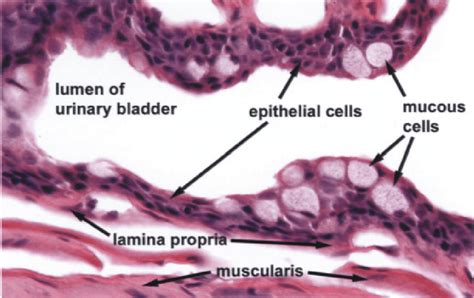 High magnification image of urinary bladder epithelium. The epithelium... | Download Scientific ...