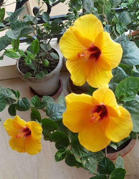 Hibiscus Plant Care | Growing Hibiscus - Vanita's Corner