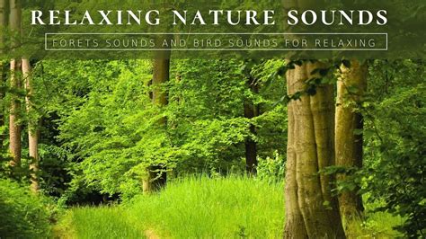 Amazing Sounds of Nature - Soothing Sounds of Birds, Singing ...