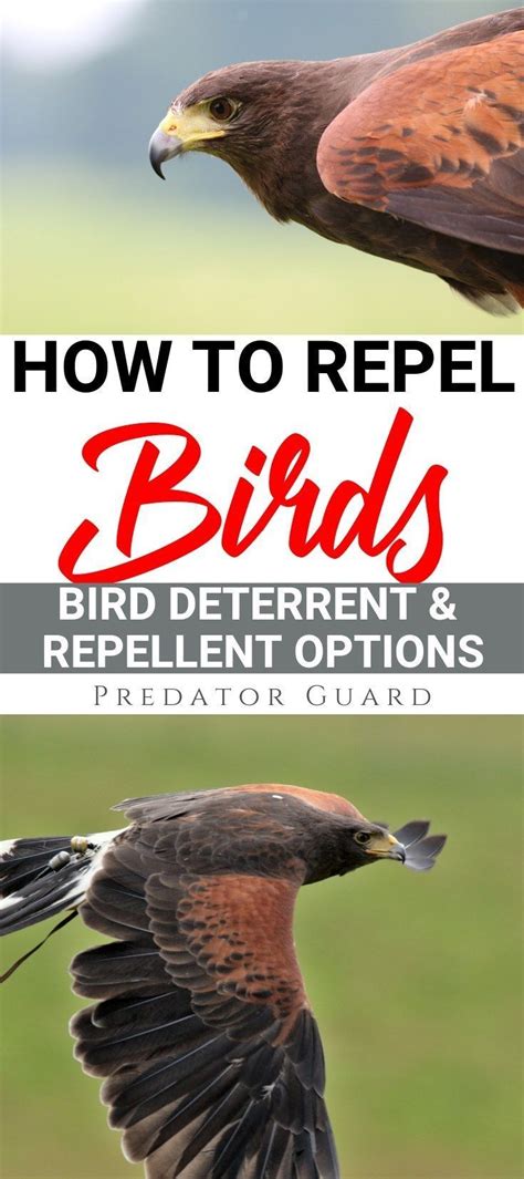 How to Repel Birds: Bird Repellent and Deterrent Options - Predator ...