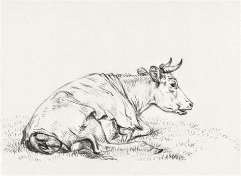 Lying cow, to the right | Free Photo Illustration - rawpixel