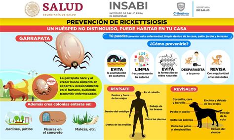 Recomienda Secretaría de Salud cuidar higiene en hogares y mascotas para prevenir picadura de ...