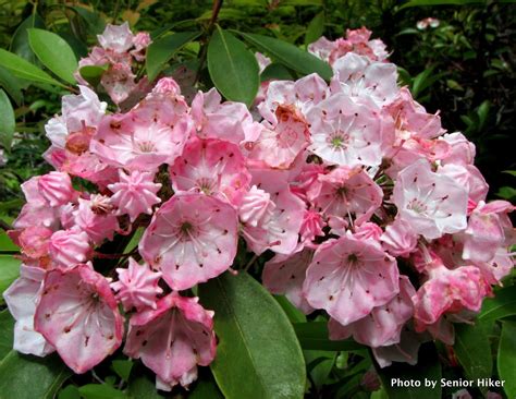 mountain laurel - - Yahoo Image Search Results Mountain Laurel, Connecticut, Beautiful Flowers ...