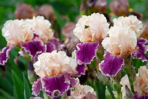 Bearded Iris (Iris germanica) - Beauty and Elegance