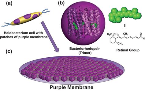 Arrangement of bR in the cytoplasmic membrane. a) Halobacterium cell... | Download Scientific ...