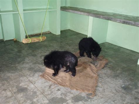 Four Sloth bears rescued in India – Bears in Mind