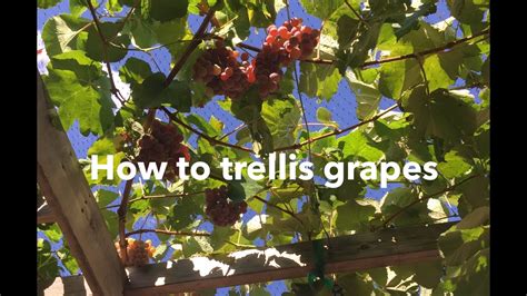 Do Grapes Need A Trellis? 28 Most Correct Answers - Musicbykatie.com