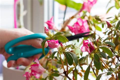 Guide to Pruning Azaleas in Australia | Ultimate Backyard