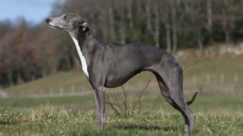 Grey Whippet Dog