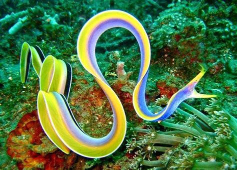 Ribbon eel - Alchetron, The Free Social Encyclopedia