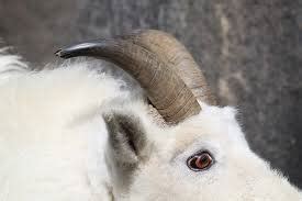 Adaptation Pictures And Videos - Mountain Goats